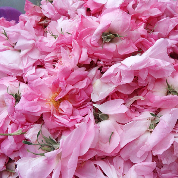 roses morocco