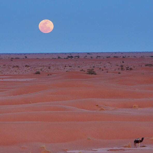 full moon over the sahara desert, big and bright shining, desert u retreat
