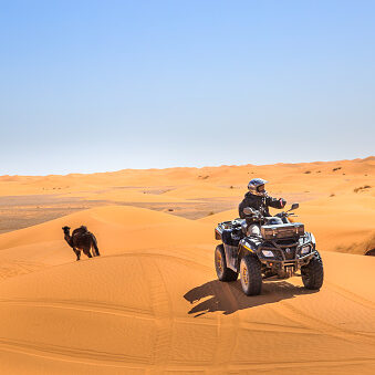 quad biker in the sahara desert with a camel in the background, morocco